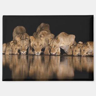 Lion Pride Drinks at the Water Hole at Night Magnet