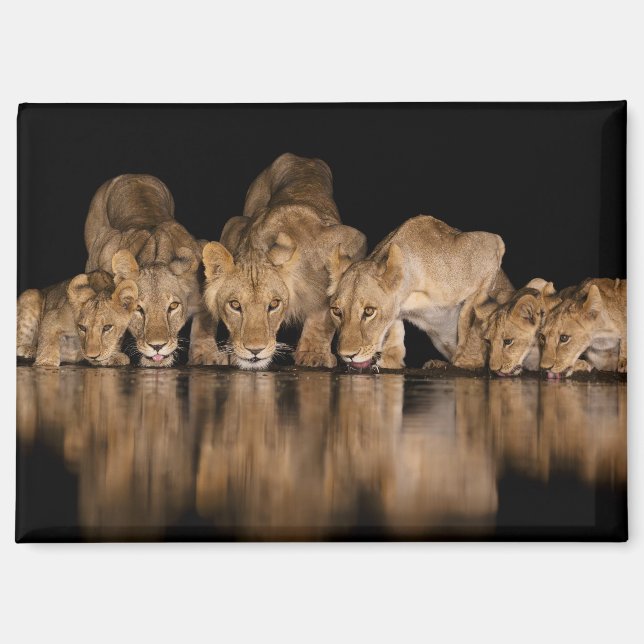 Lion Pride Drinks at the Water Hole at Night Magnet (Front)