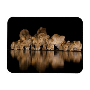 Lion Pride Drinks at the Water Hole at Night Magnet