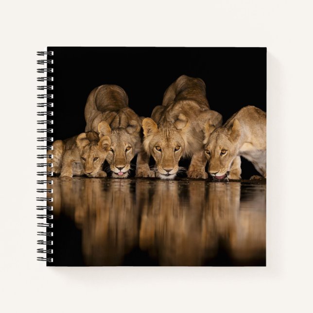 Lion Pride Drinks at the Water Hole at Night Notebook (Front)