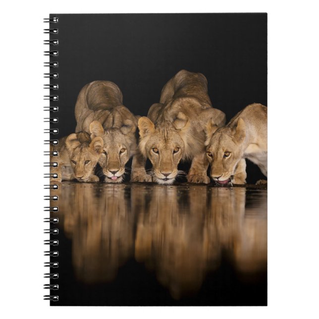 Lion Pride Drinks at the Water Hole at Night Notebook (Front)