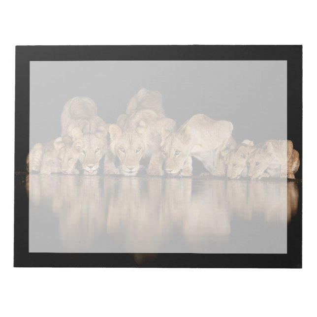 Lion Pride Drinks at the Water Hole at Night Notepad (Front)