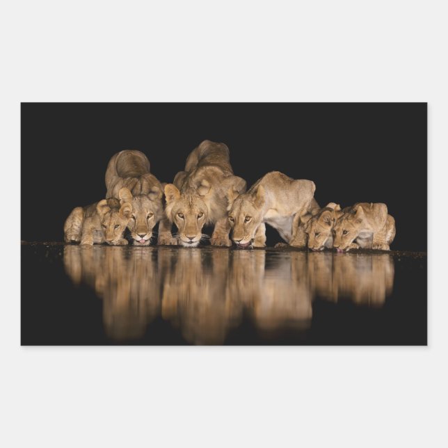 Lion Pride Drinks at the Water Hole at Night Rectangular Sticker (Front)