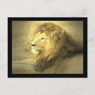 Lion Pride Postcard