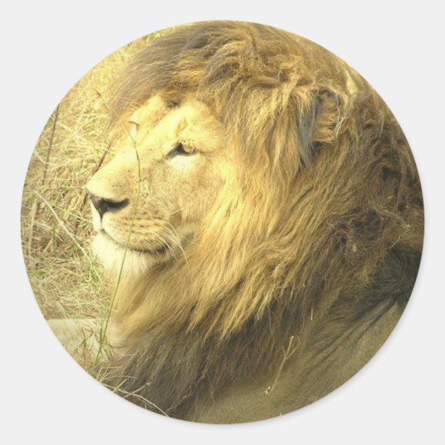 Lion Pride Sticker (Front)