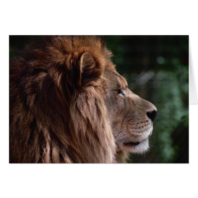 lion profile (Front Horizontal)