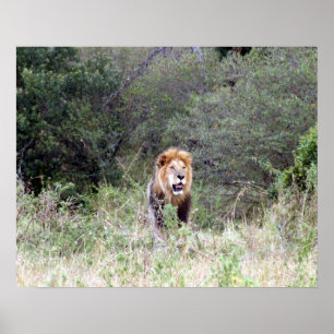 lion proud poster