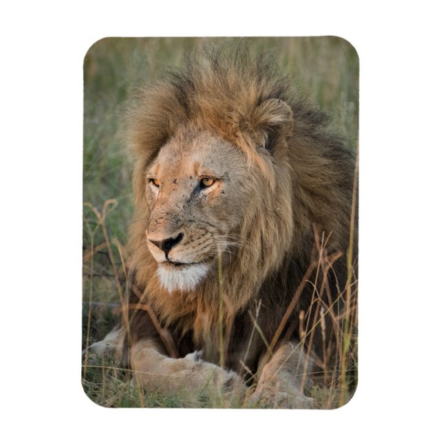 LION Refrigerator Magnet YOUR Photo Template (Vertical)