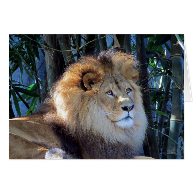 lion rex (Front Horizontal)