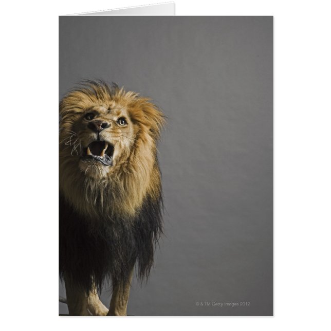 Lion roaring (Front)