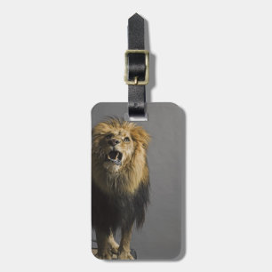 Lion roaring luggage tag