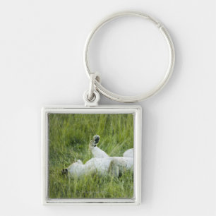 Lion rolling in the tall grass, Africa Key Ring