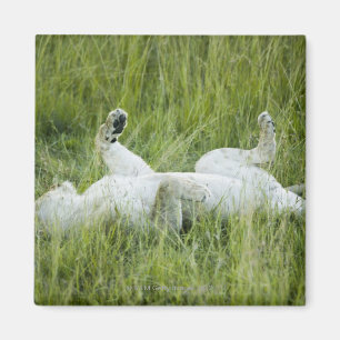 Lion rolling in the tall grass, Africa Magnet