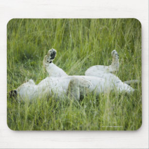 Lion rolling in the tall grass, Africa Mouse Pad