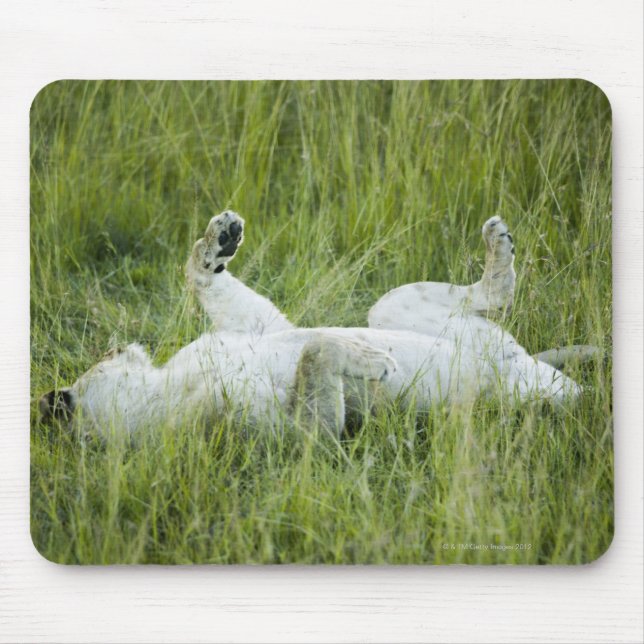 Lion rolling in the tall grass, Africa Mouse Pad (Front)