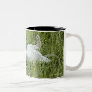 Lion rolling in the tall grass, Africa Two-Tone Coffee Mug