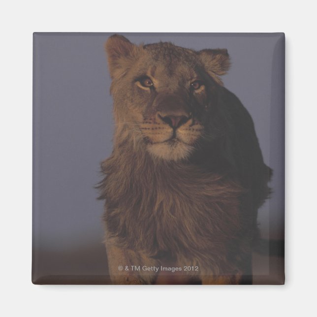 Lion Running Magnet (Front)