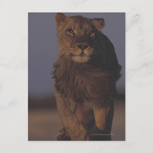 Lion Running Postcard (Front)
