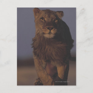 Lion Running Postcard