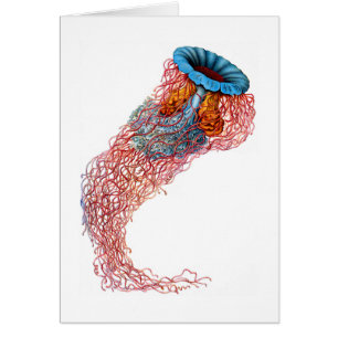 Lion’s mane jellyfish