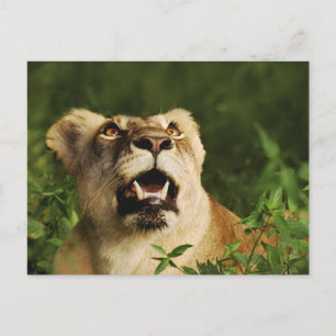 Lion safari greeting postcards