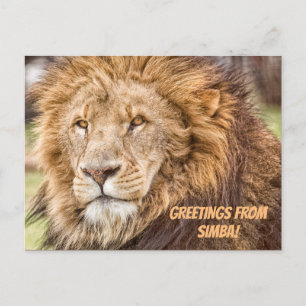 Lion Safari Postcard