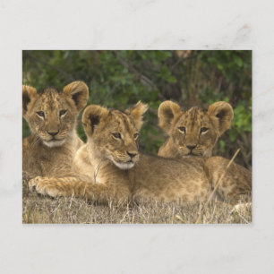 Lion Siblings Postcard