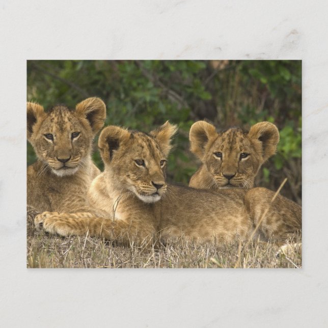 Lion Siblings Postcard (Front)
