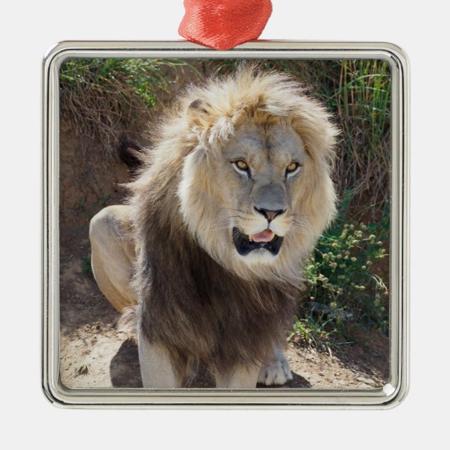 Lion sitting on the rocks   metal ornament (Front)