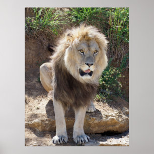 Lion sitting on the rocks  poster