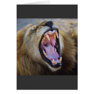 Lion Snarling wildlife safari cards