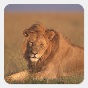 Lion Square Sticker