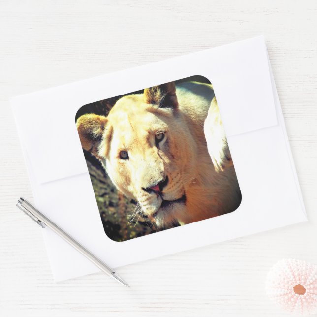 Lion Square Sticker (Envelope)