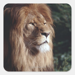 lion square sticker