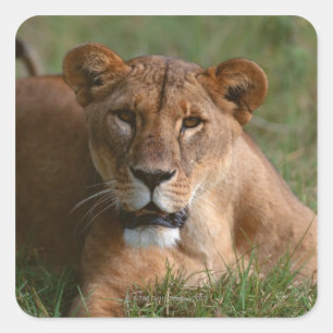 Lion Square Sticker