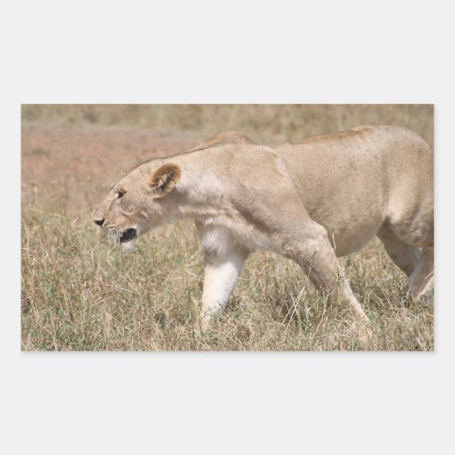 lion stalk rectangular sticker (Front)