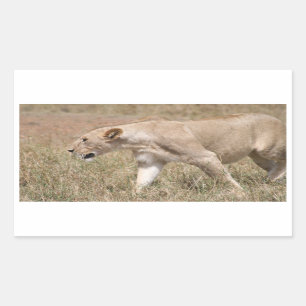 lion stalk rectangular sticker