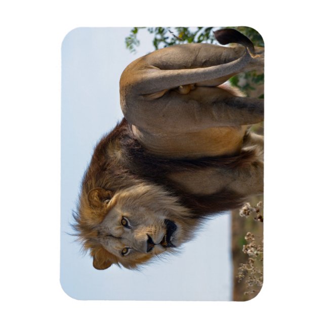 Lion standing among vegetation and seen from back magnet (Vertical)