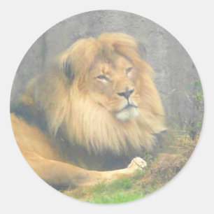 Lion Stickers