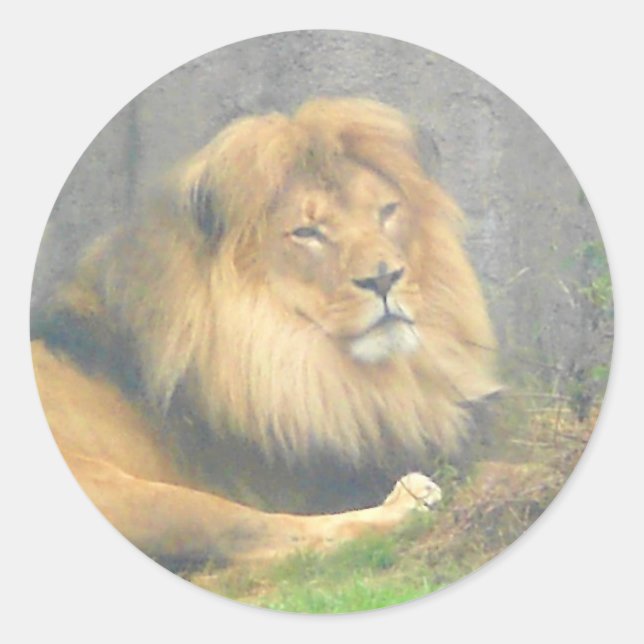 Lion Stickers (Front)