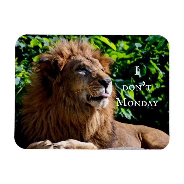 Lion Sticking tongue out- i don't monday Magnet (Horizontal)