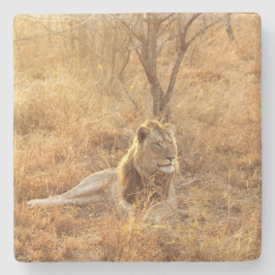 Lion Stone Coaster
