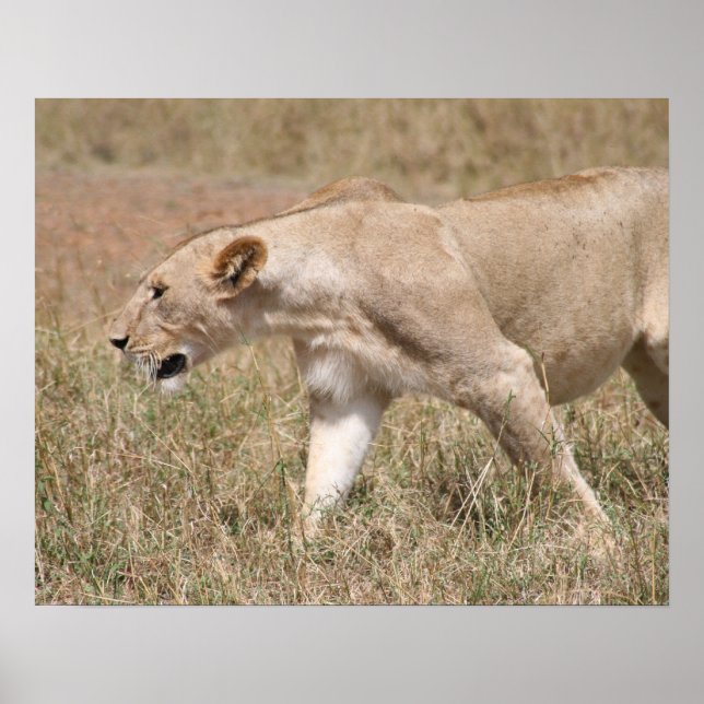 lion stroll poster (Front)