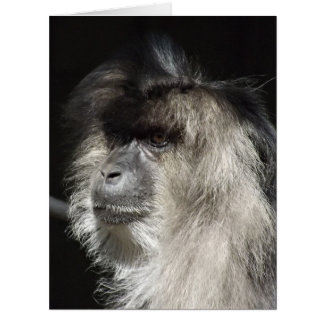 Lion-Tailed Macaque Portrait