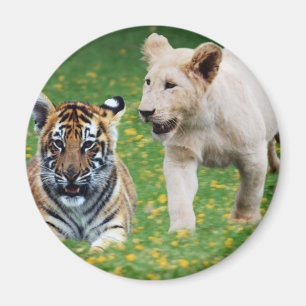 Lion & tiger cubs at play magnet