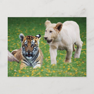 Lion & tiger cubs at play postcard