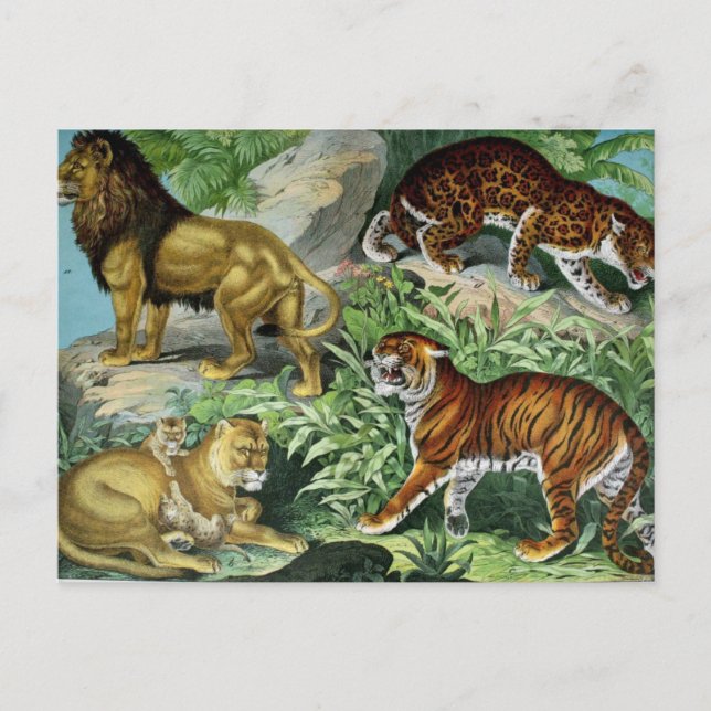 Lion Tiger Leopard Vintage Animal Postcard (Front)