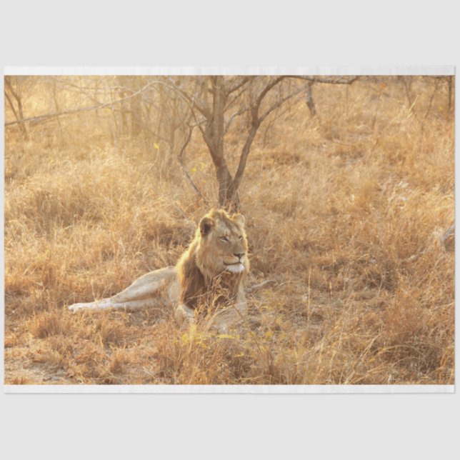 Lion Tissue Paper (Front)