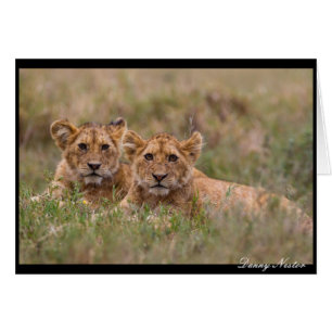 Lion Twins