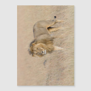 Lion walking